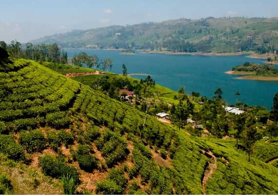 Day 5 and Tea Plantation Facilities in Nuwara Eliya:  