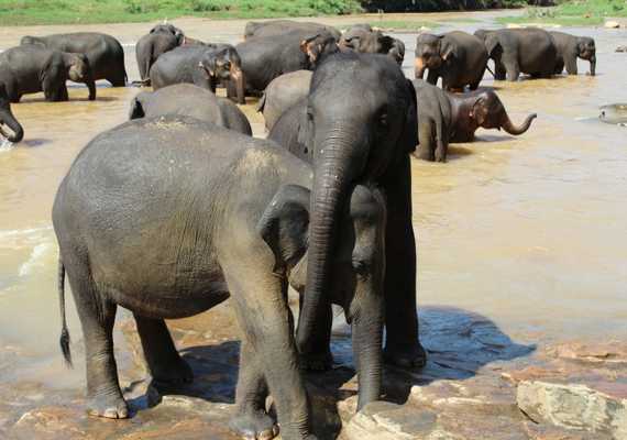 Day 2: Pinnawala Elephant Orphanage  